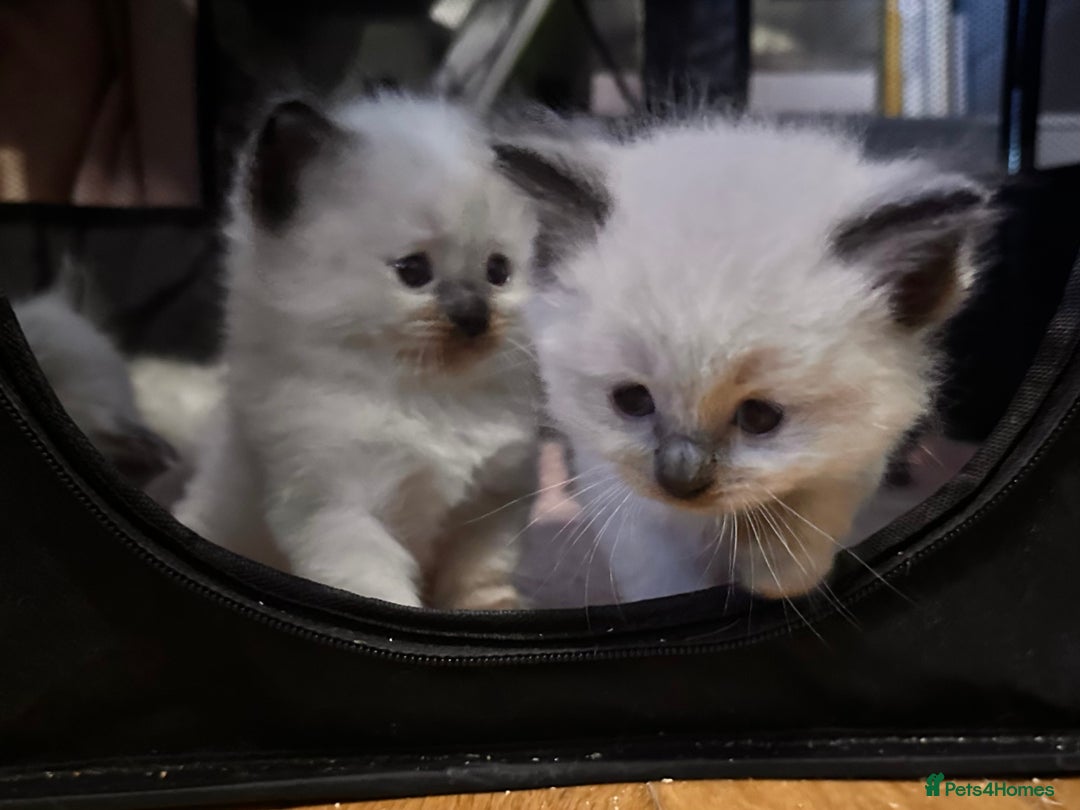 Ragdoll cats for sale: Pure ragdoll  - Advert 14