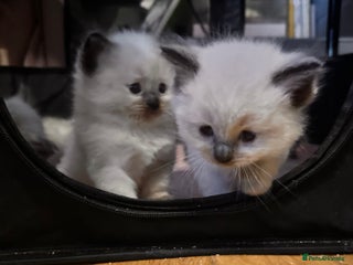 Ragdoll cats Pure ragdoll - Advert 2