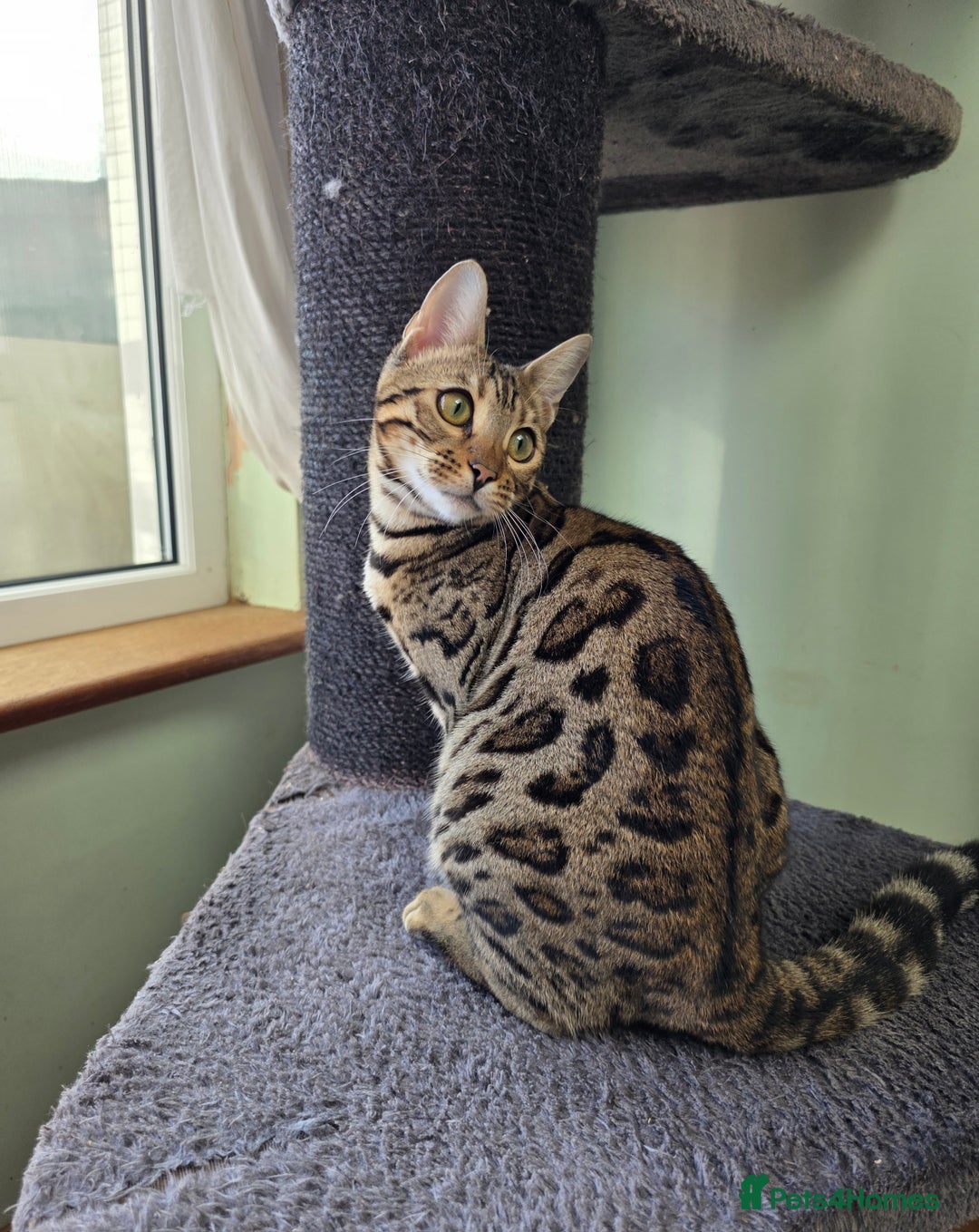 Bengal cats for sale:  Outstanding Quality Bengal kittens ready to leave - Image 8