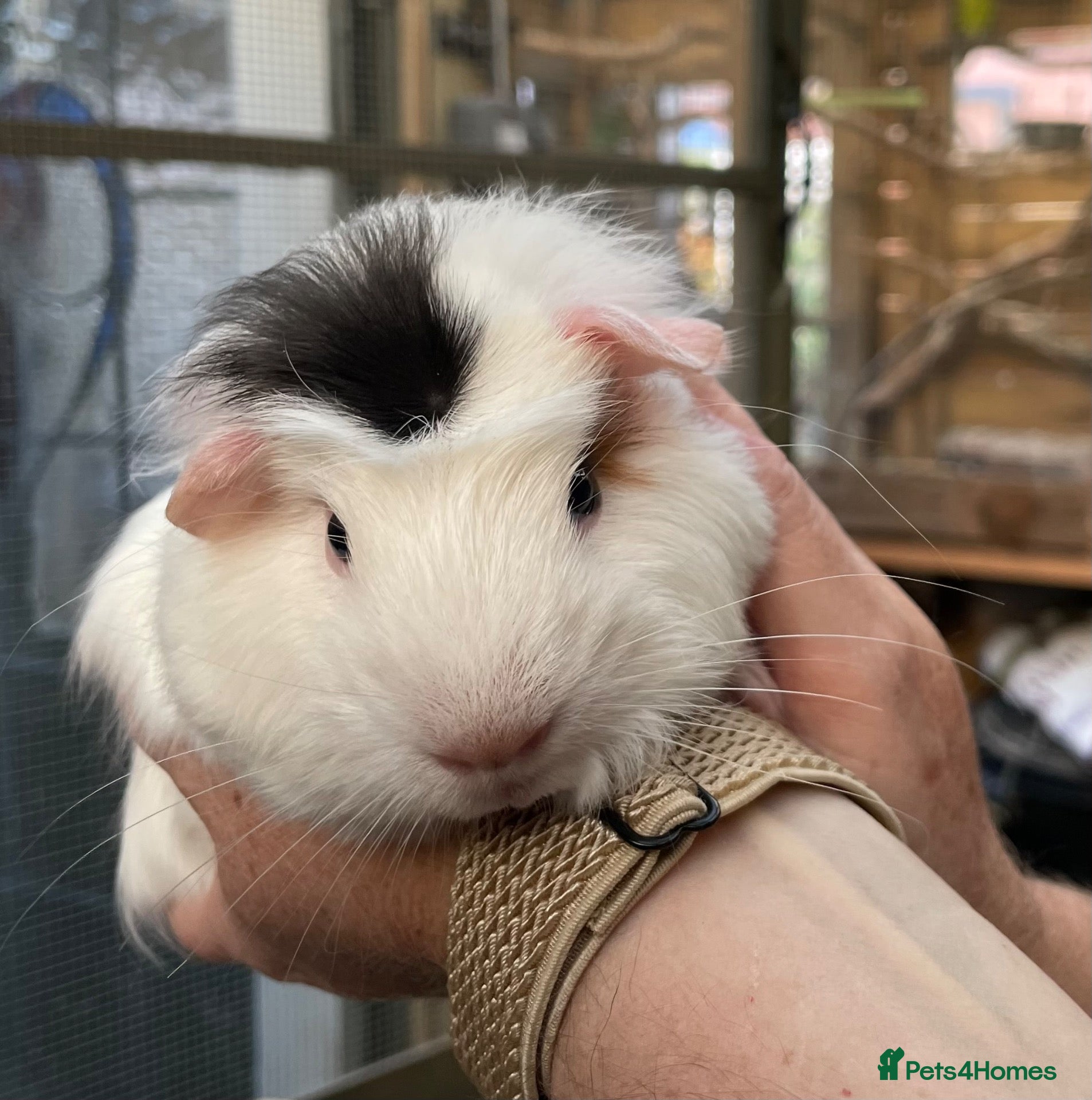 Guinea Pig rodents 4/5 week old baby guinea pigs  - Advert 18