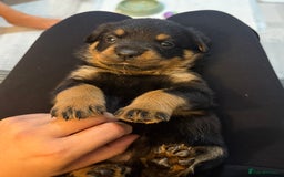 Rottweiler dogs for sale: Beautiful KC registered Rottweiler puppies  - Image 4