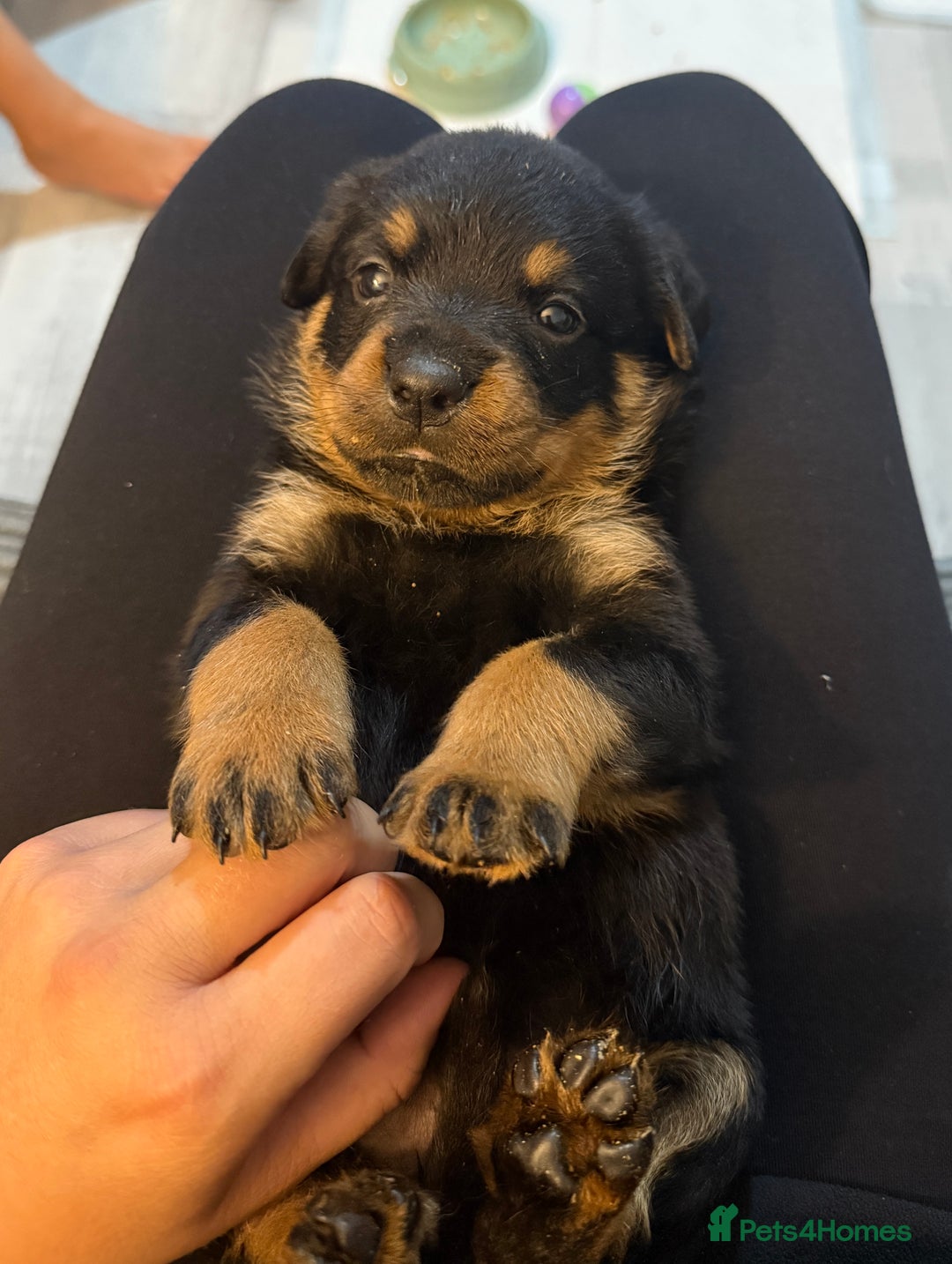 Rottweiler dogs for sale: Beautiful KC registered Rottweiler puppies  - Image 4
