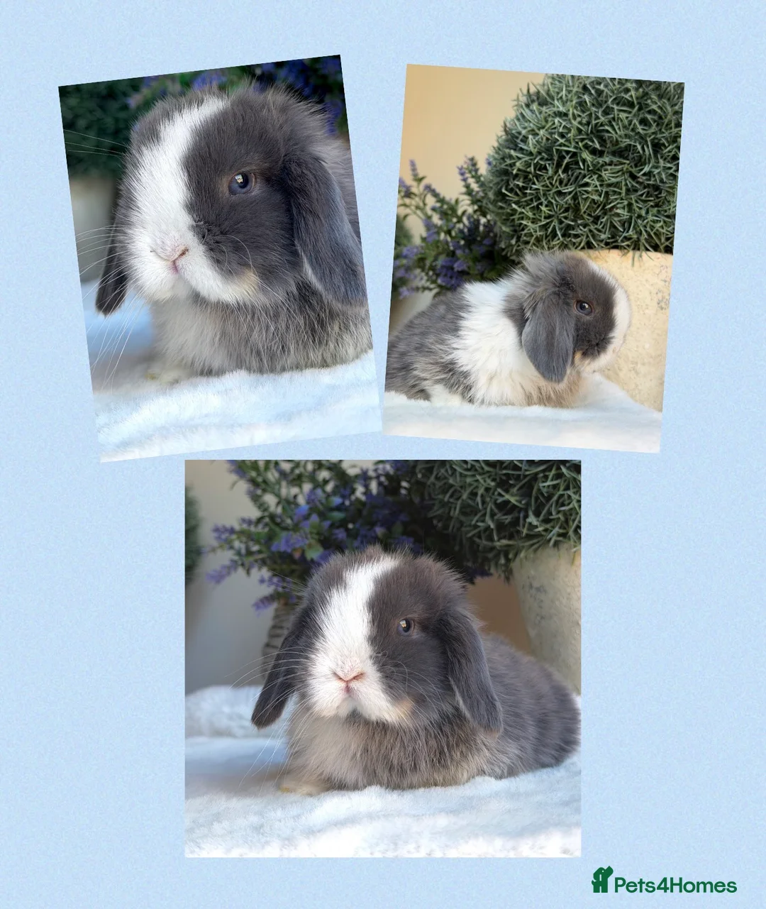 Mini Lop rabbits for sale: Ready now 2 stunning Minilop babies  in Nuneaton - Advert 1
