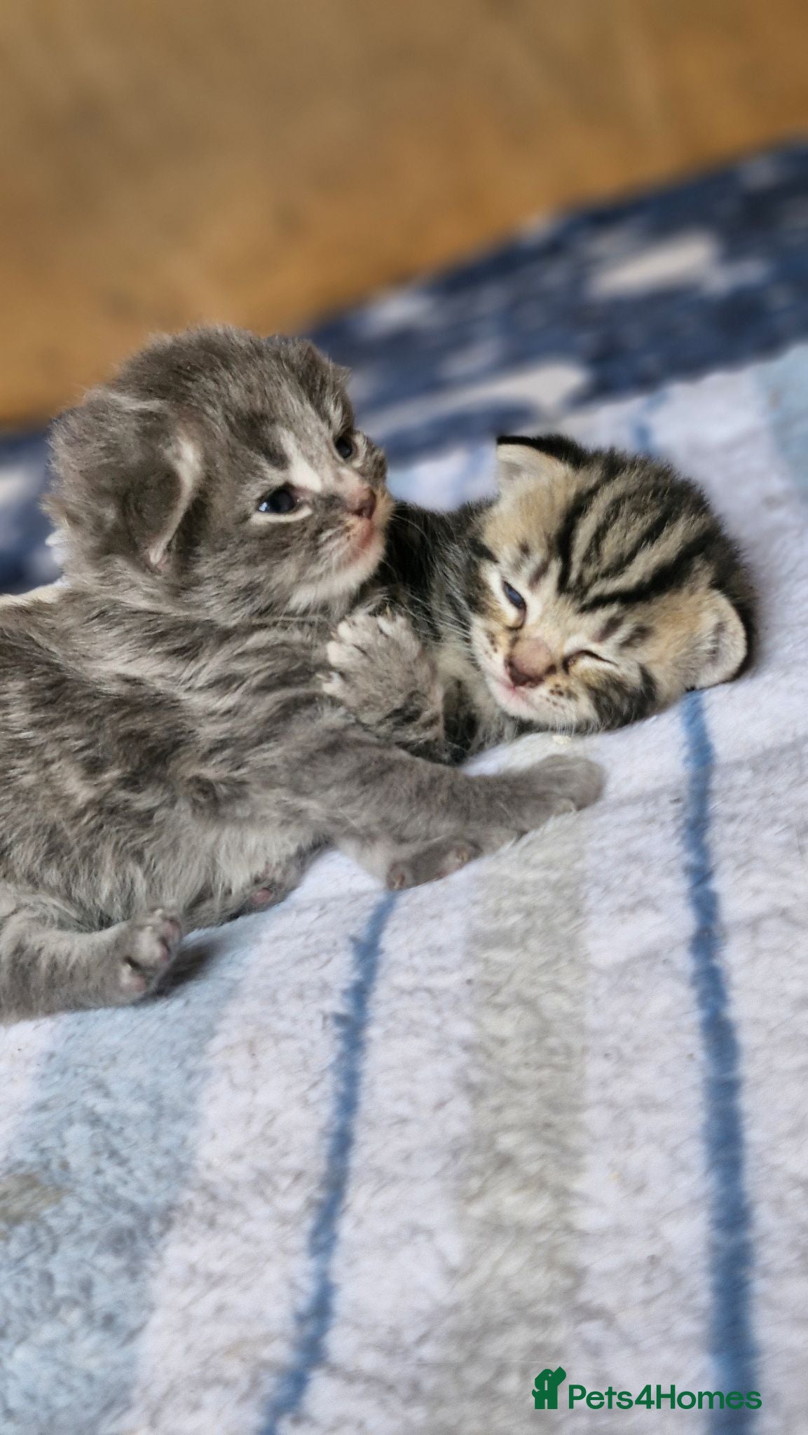 Mixed Breed cats Mixed breed  - Advert 17