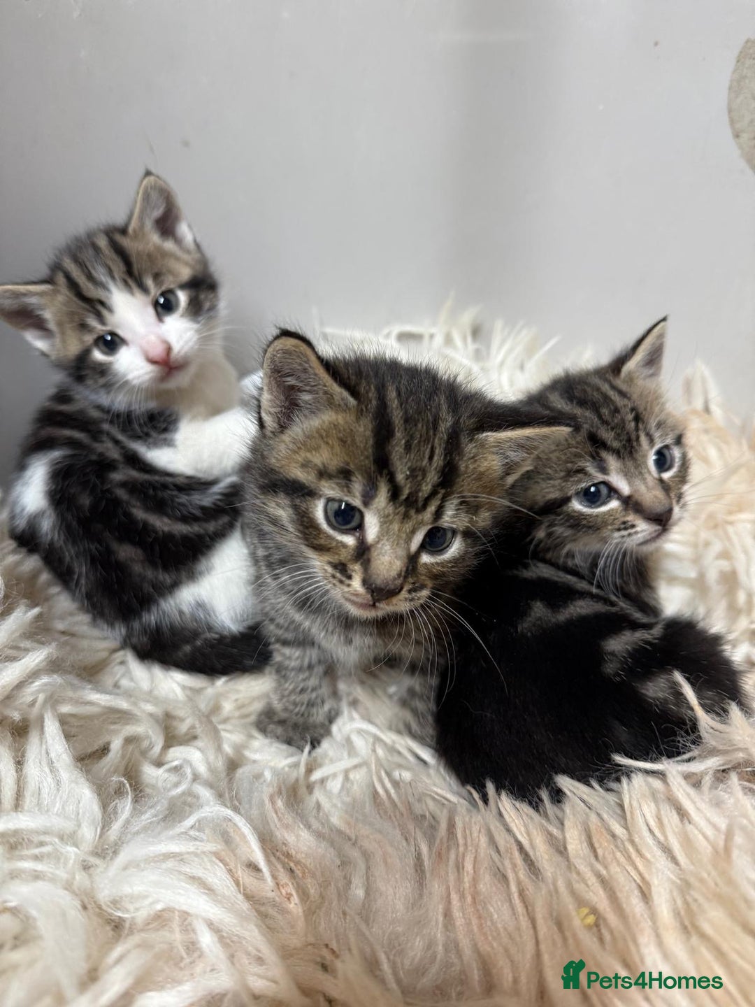 Mixed Breed cats for sale: 6 Cute Kittens Looking for Loving Homes - Image 2