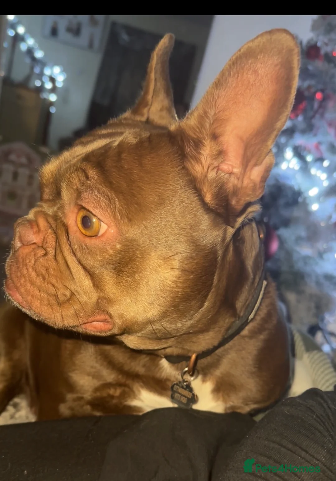French Bulldog dogs for sale: Looking for a new forever home - Advert 3