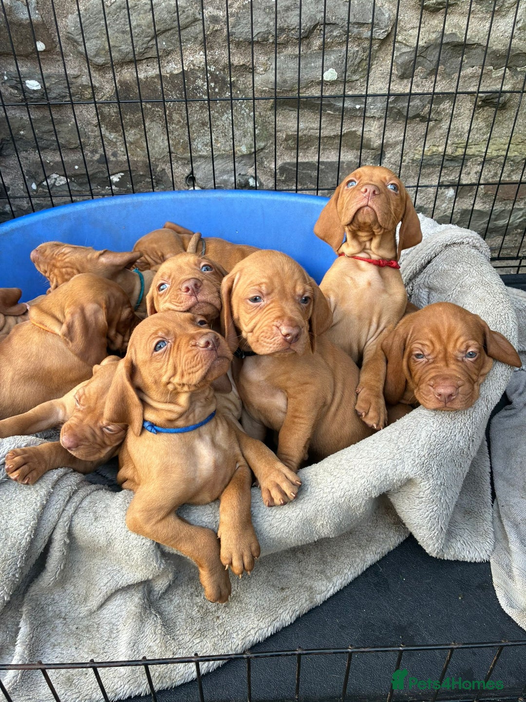 Hungarian Vizsla dogs for sale: Stunning litter KC registered Hungarian Puppy's  - Image 19