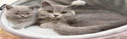 British Shorthair cats for stud: stud available/British Shorthair male  - Advert 3