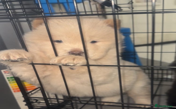 Chow Chow dogs - Advert 1