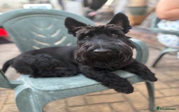 Scottish Terrier dogs for stud: Male Scottish Terrier for Stud - Image 1