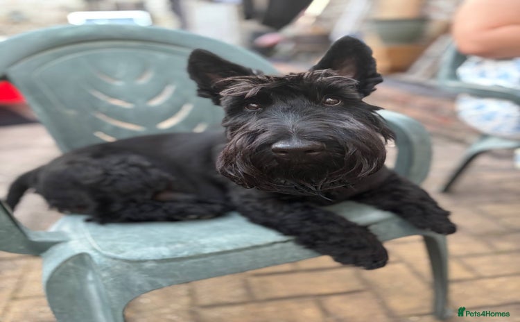 Scottish Terrier dogs - Advert 1