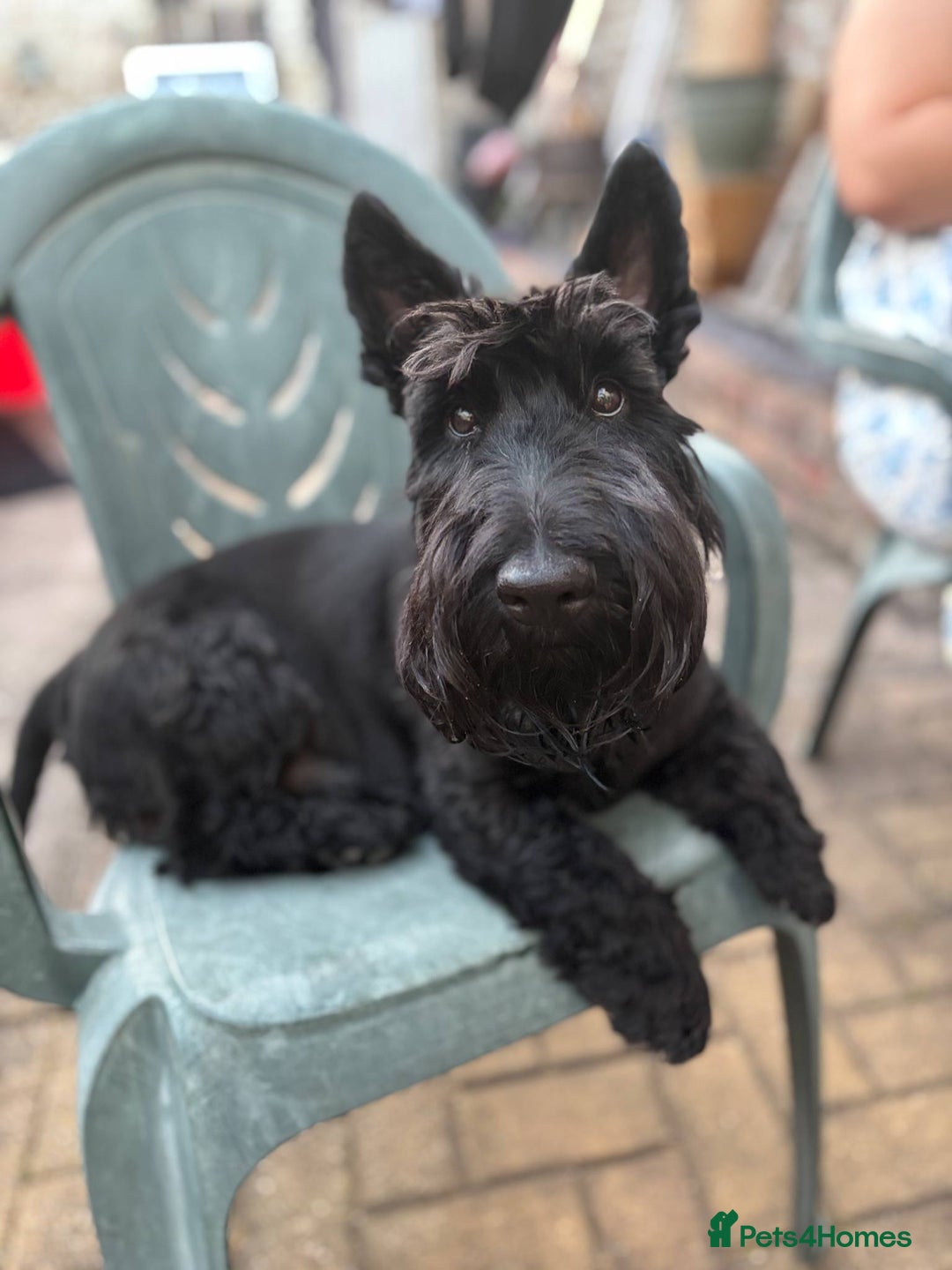 Scottish Terrier dogs for stud: Male Scottish Terrier for Stud - Image 1