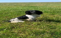 English Springer Spaniel dogs for sale: OFTAW Springer Spaniel Puppies fantastic pedigree - Image 10