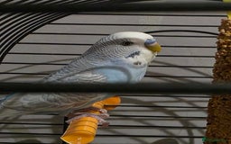 Parrots birds for sale: 2 budgies for £60 - Image 4