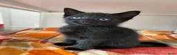 Mixed Breed cats for sale: 5 beautifull fluffy kittens for sale  - Advert 7