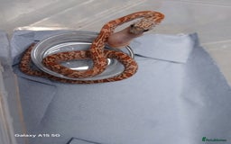 Corn Snake reptiles for sale: Corn Snake Morph Hatchling's  - Image 23