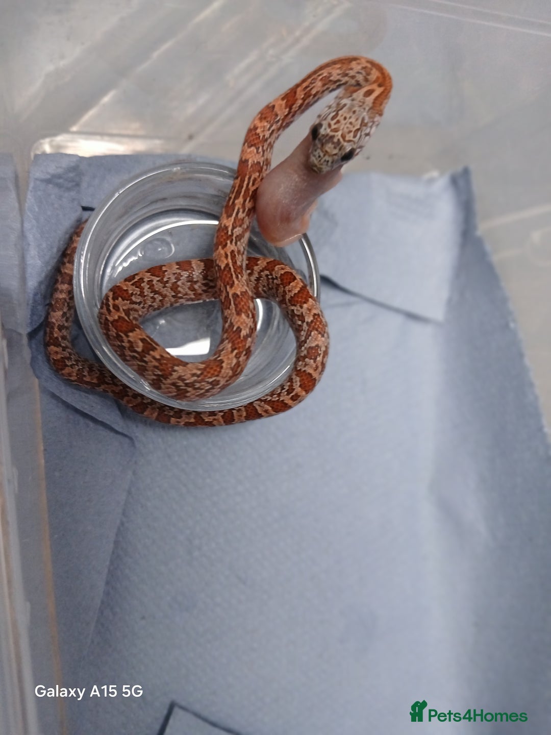 Corn Snake reptiles for sale: Corn Snake Morph Hatchling's  - Image 23