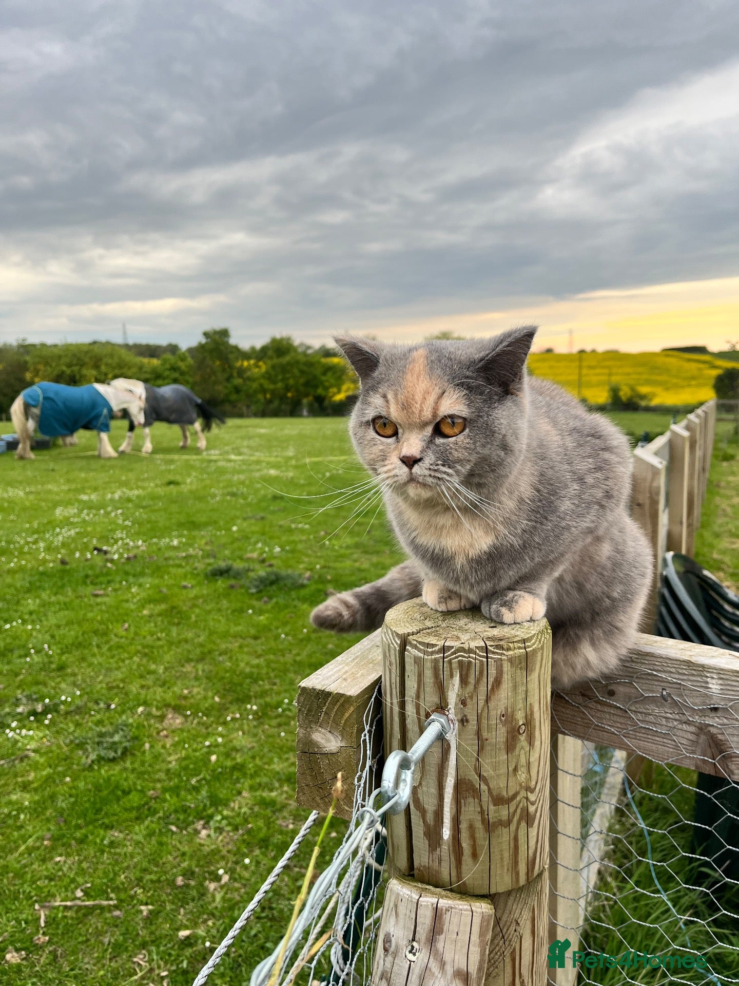 Mixed Breed cats for sale: British shorthair mix kittens - Advert 5