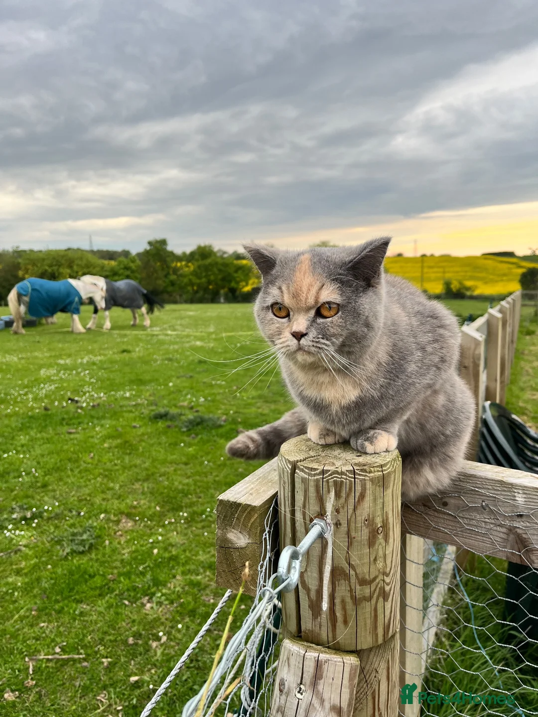 Mixed Breed cats for sale: British shorthair mix kittens - Advert 1