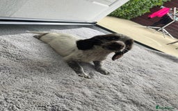 Cocker Spaniel dogs for sale: Cocker spaniel puppys - Image 16