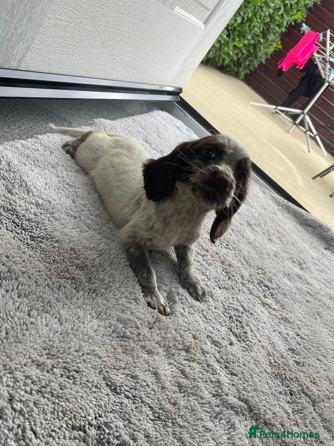 Cocker Spaniel dogs for sale: Cocker spaniel puppys - Image 16