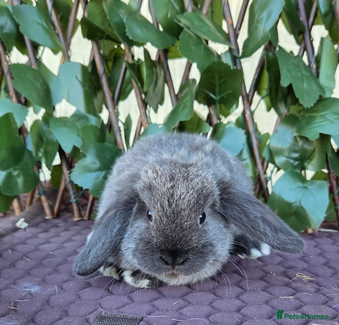 Mini Lop rabbits for sale: Pure mini lop babies  - Advert 35