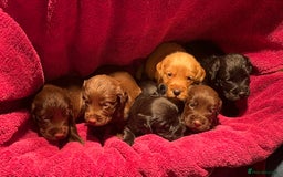 Cocker Spaniel dogs for sale: Cocker spaniels - Image 1