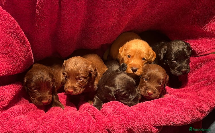 Cocker Spaniel dogs - Advert 1