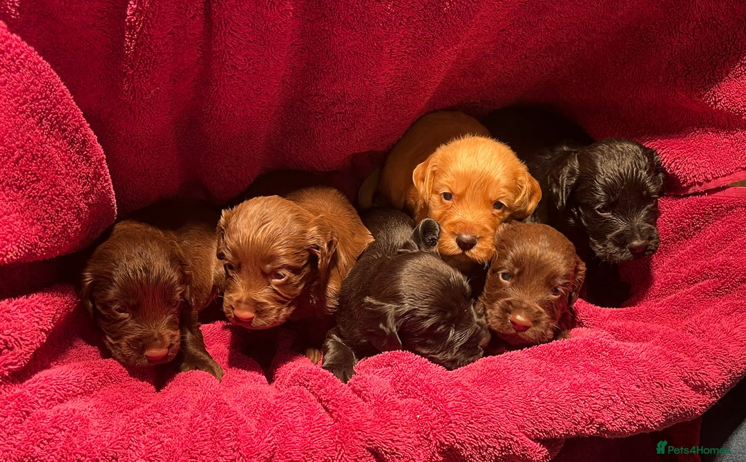 Cocker Spaniel dogs for sale: Cocker spaniels - Image 1