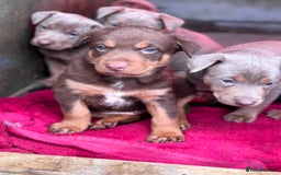 Australian Kelpie dogs for sale: Australian Kelpie Puppies WKC Registered - Image 31