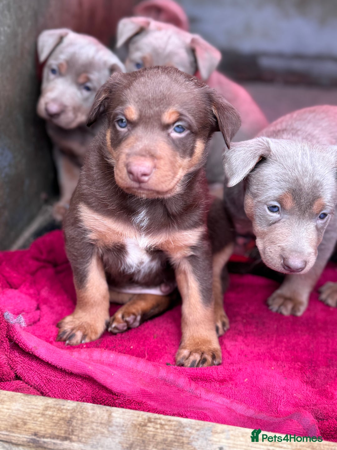 Australian Kelpie dogs for sale: Australian Kelpie Puppies WKC Registered - Image 31