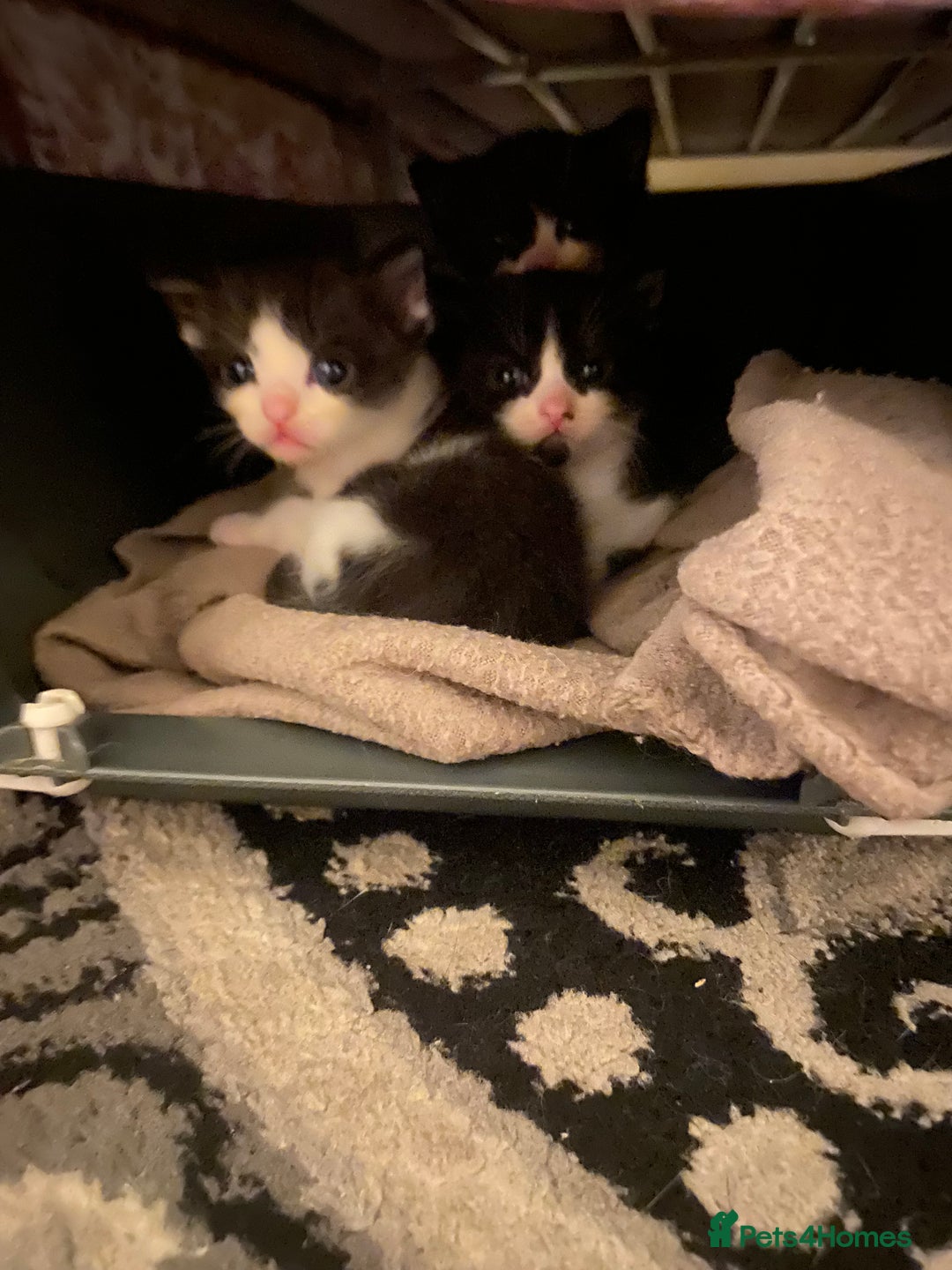 Domestic Shorthair cats for sale: Adorable Black & White Kittens  - Image 7
