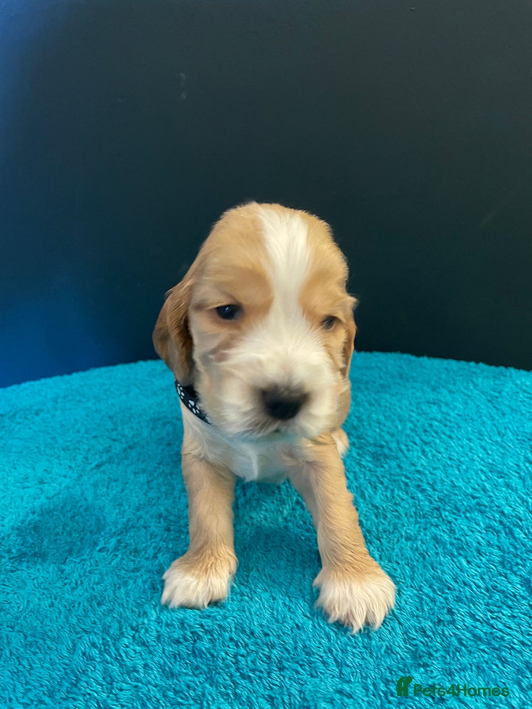 Cocker Spaniel dogs for sale: Cocker spaniel puppies  - Image 5