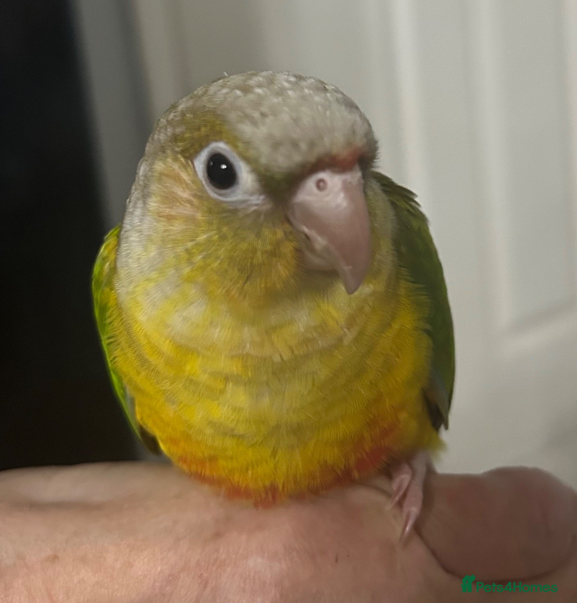 Conures birds Hand Reared Conures - Advert 14