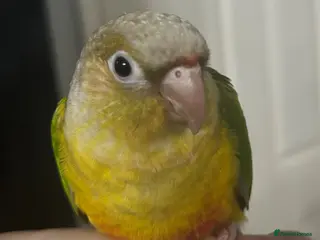 Conures birds Hand Reared Conures - Advert 14