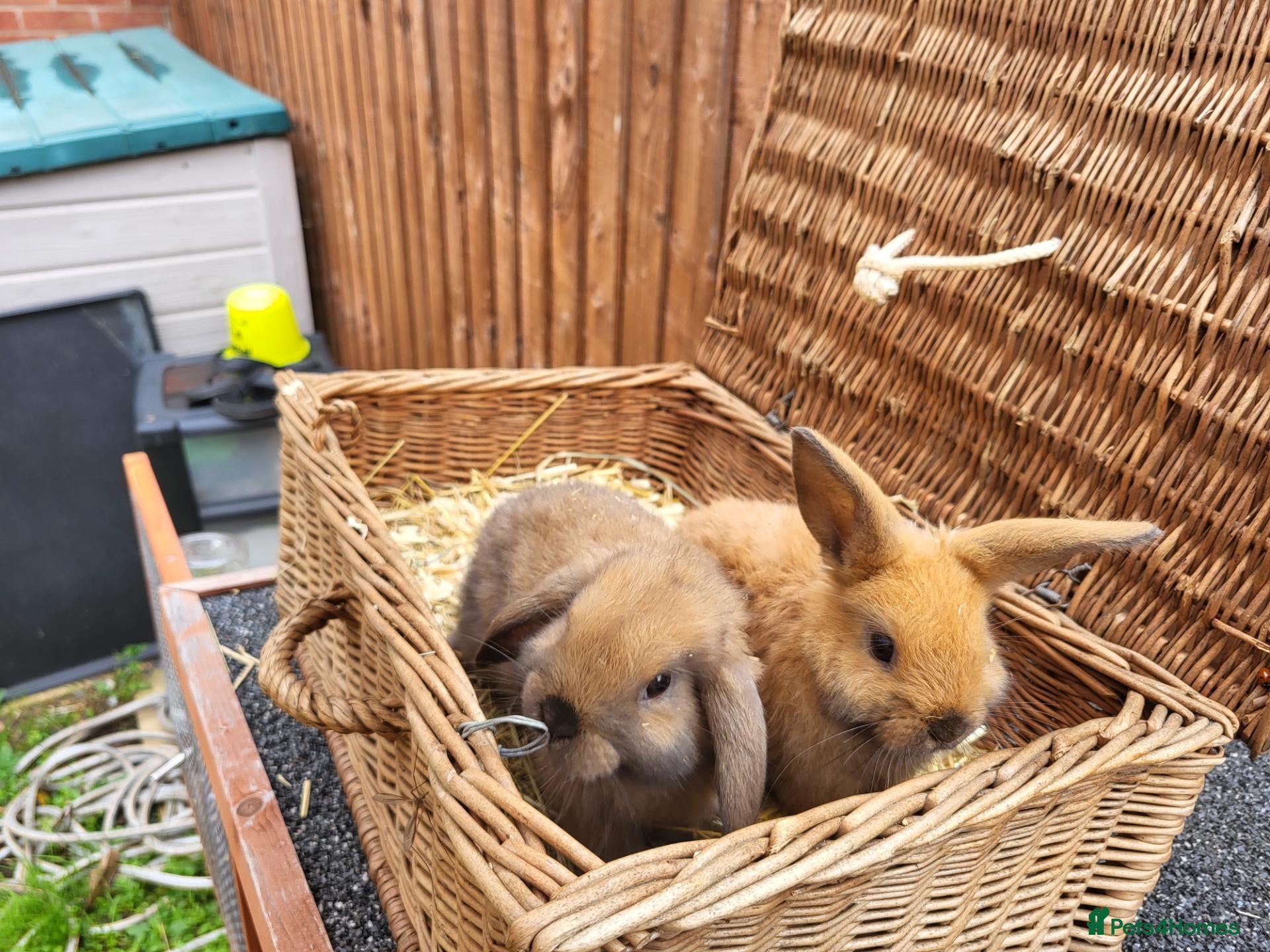 Mini Lop rabbits Mini lops - Advert 7