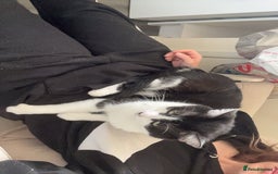Domestic Shorthair cats for sale: Sylvester and lola - Image 3