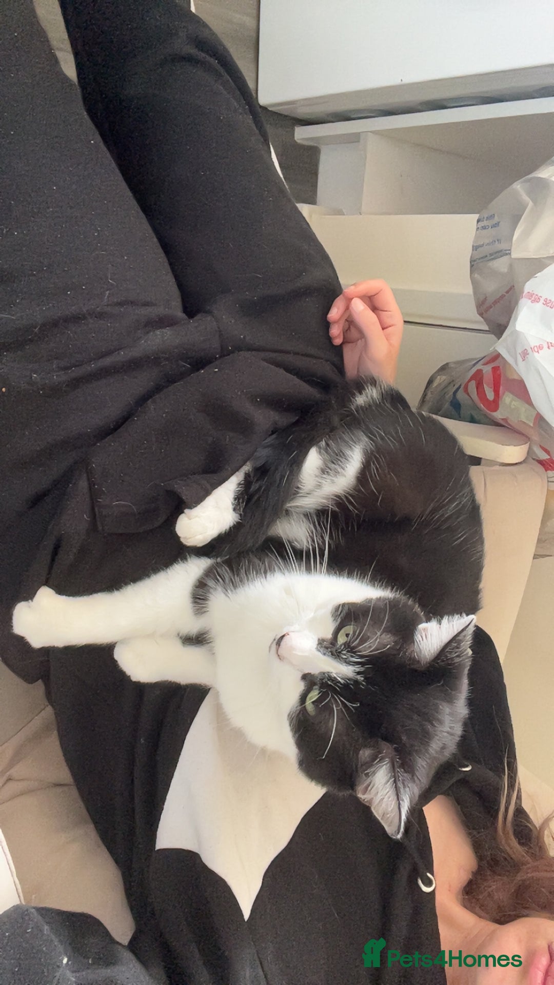 Domestic Shorthair cats for sale: Sylvester and lola - Image 3