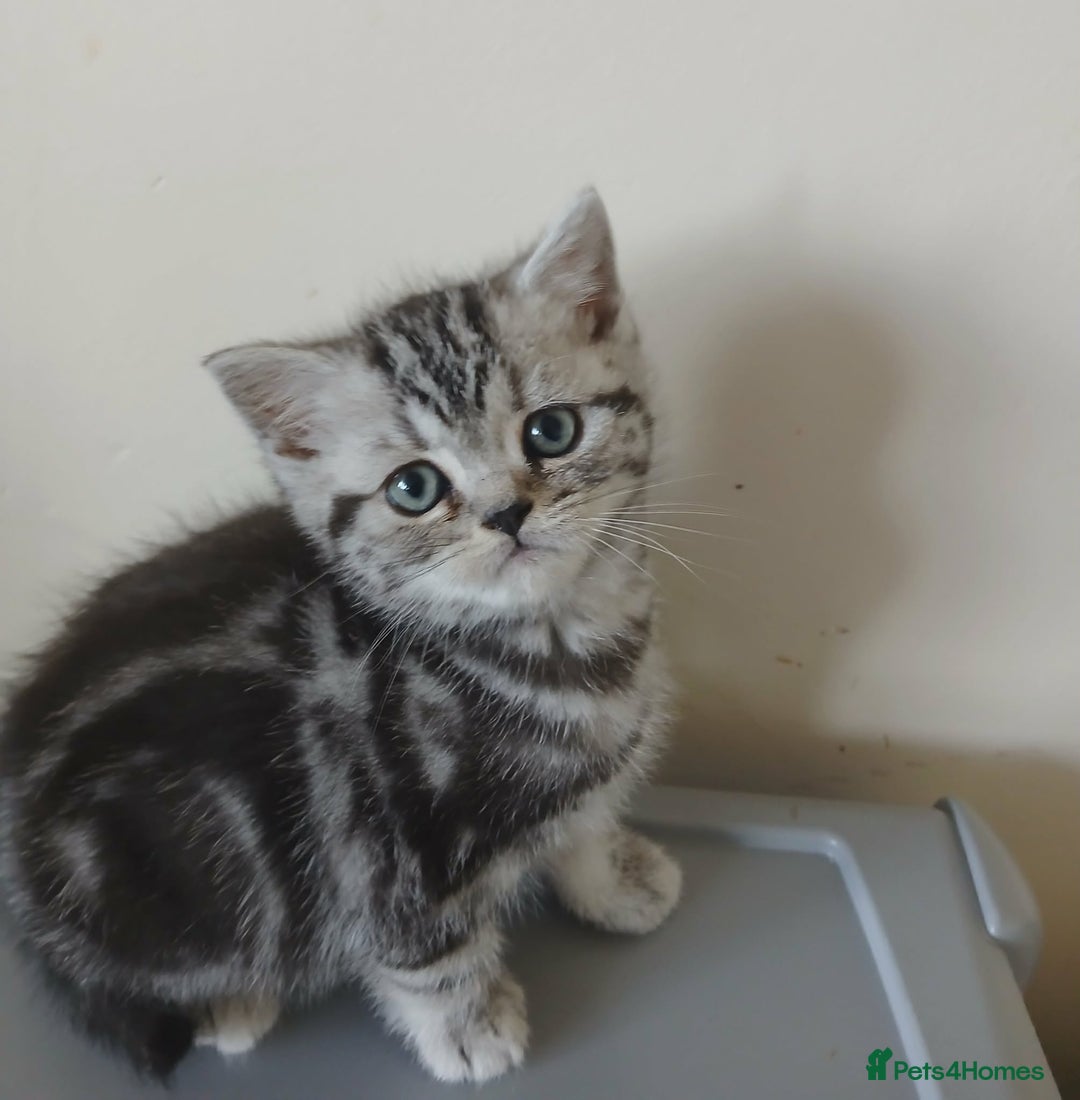 British Shorthair cats for sale: BshTabby kittens.GCCF.Available on 15.February . - Advert 5