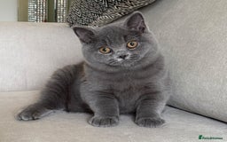 British Shorthair cats for sale: Lovely BSH  - Image 10
