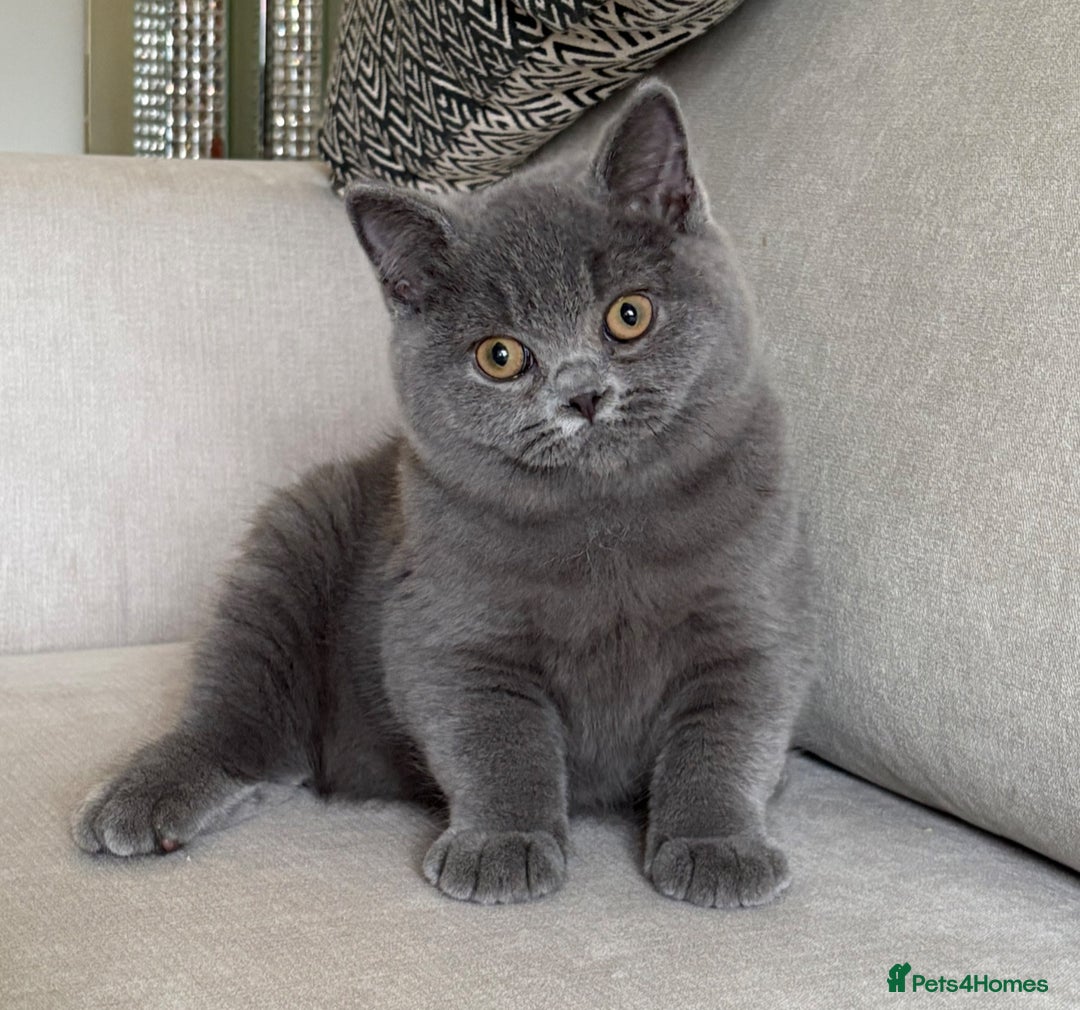 British Shorthair cats for sale: Lovely BSH  - Image 10