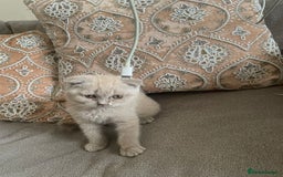 British Shorthair cats for sale: Four tiny heart-stealers looking for loving home - Image 7