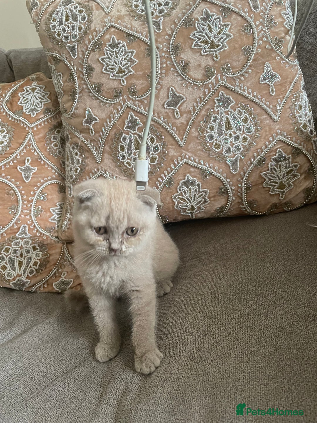 British Shorthair cats for sale: Four tiny heart-stealers looking for loving home - Image 7