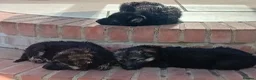 German Shepherd dogs for sale: German Shepherd Puppies  - Advert 13