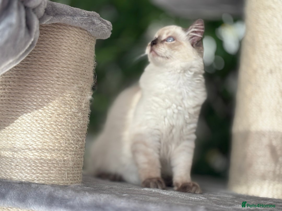 Ragdoll cats for sale: TICA, DNA tested, 5 gen pedigree  - Image 34