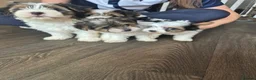Biewer Terrier dogs for sale: 4 beautiful Yorkshire Biewer terrier puppies in Blackpool - Advert 7