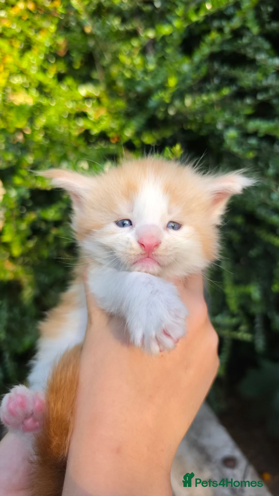 Maine Coon cats for sale: Ready now Stunning Maine coon kittens  - Advert 39