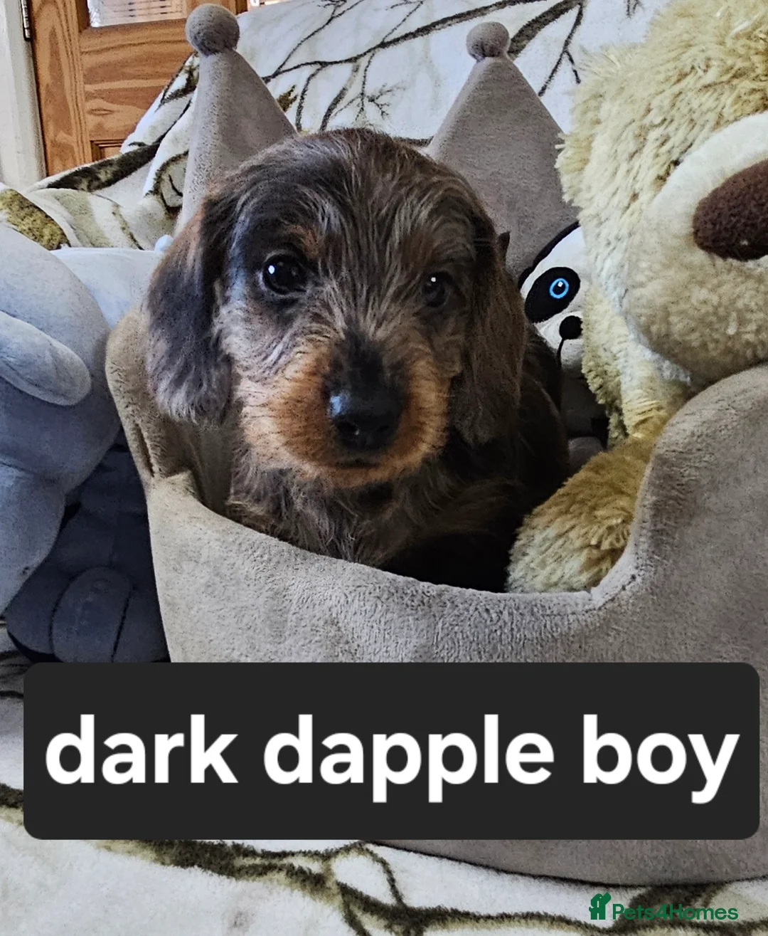 Dachshund dogs for sale: STANDARD WIREHAIRED DACHSHUNDS  - Advert 8