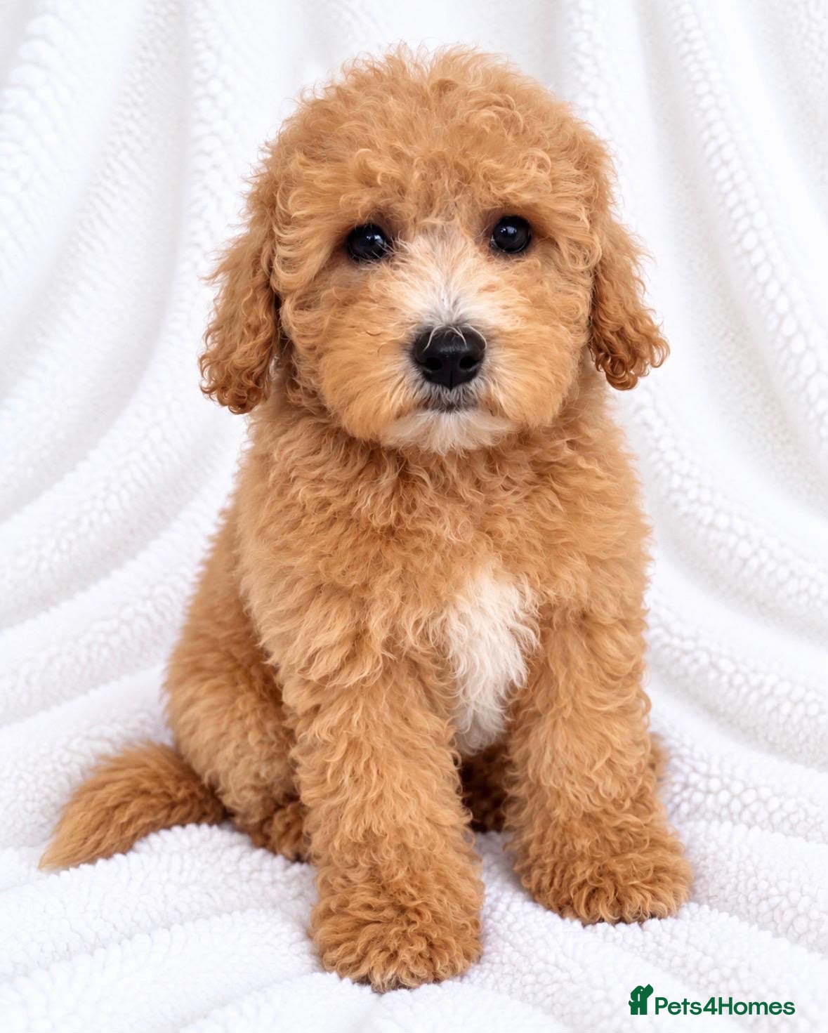 Cavapoo dogs 🐾 Cavapoo Puppies – Ready Now! 🐾 - Advert 1