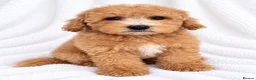 Cavapoo dogs for sale: 🐾 Cavapoo Puppies – Ready Now! 🐾 in Surbiton - Advert 6